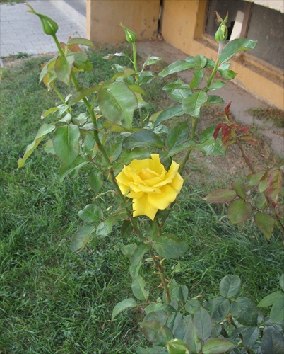 žltá ruža pod pukmi