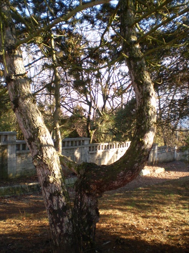 krivý strom cintorín kosák a kladivo zv