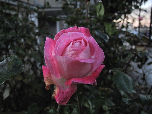 novembrová ruža (25.11.)