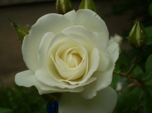 biela ruža 22509