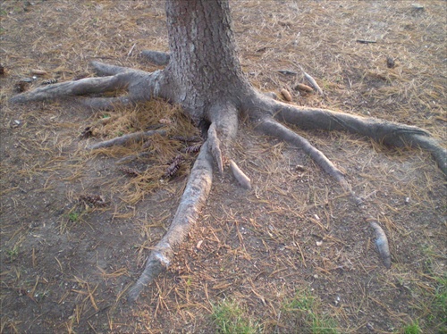 korene strom zv