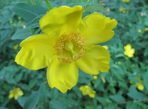 žltý kvet