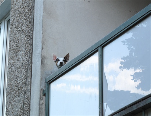 pes na balkóne