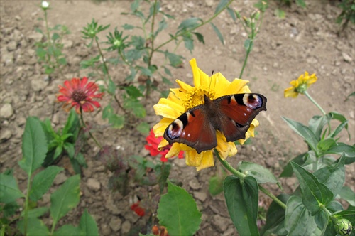 záhradka žltá motýľ