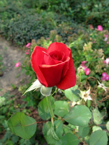 záhradka ruža