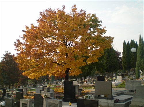 strom a cintorín