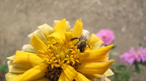 záhradka žltá včela