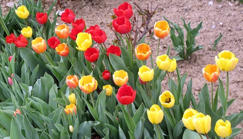 tulipány 2012