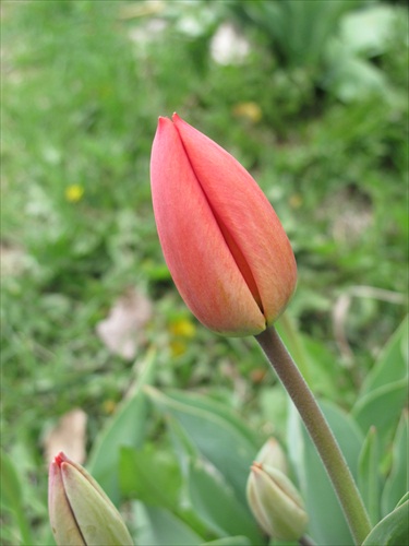 tulipány 2012 puk