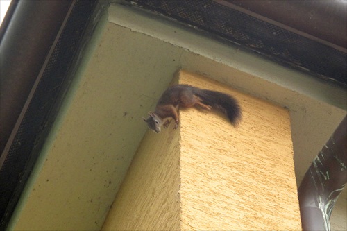 veverička 2012 5
