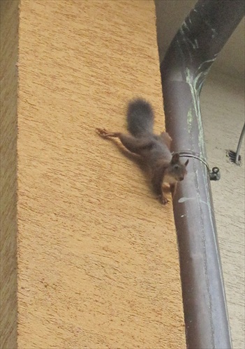 veverička 2012 1