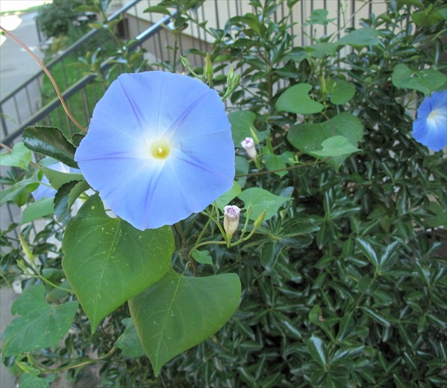 modrý kvet B