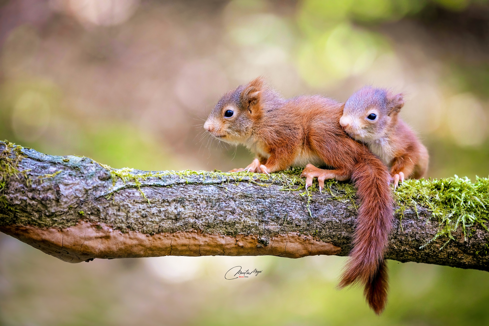 Veverica obyčajná - Mláďatá