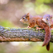 Veverica obyčajná - Mláďatá