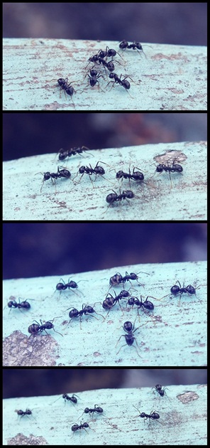 Mravčeky