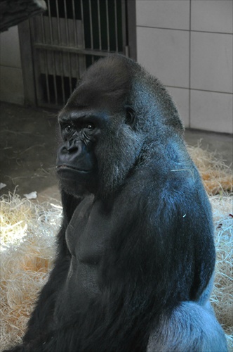 Podarená Gorila
