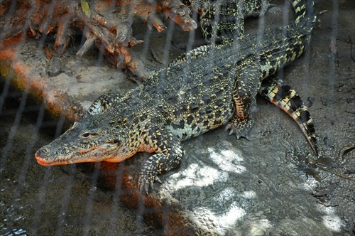 Krokodíl Lacike