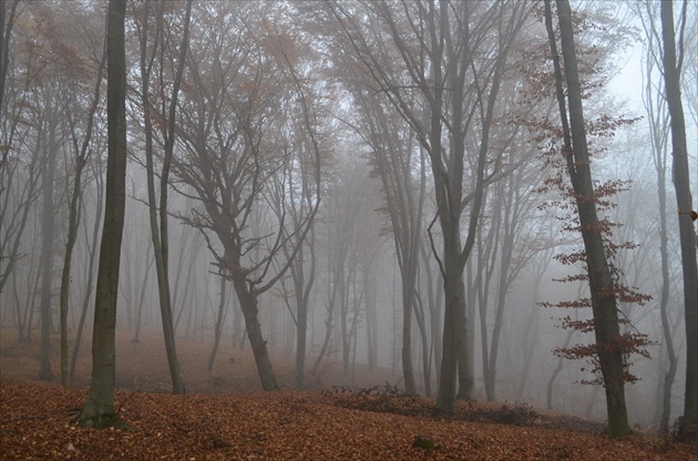 Hoia Baciu forest,les plný nástrah,duchov a anomálií :)