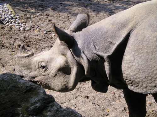 Nosorožec