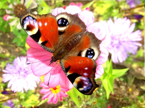 motýľ model