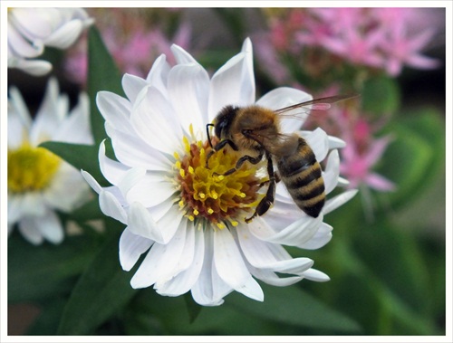 Včela a kvet