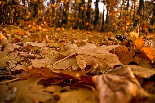Jesenný koberec