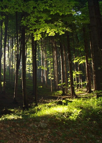 Light in dark forest