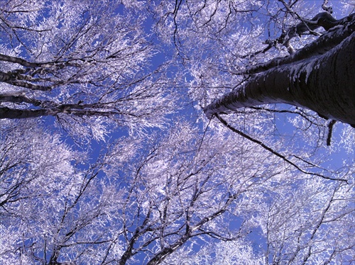 Frozen trees II.