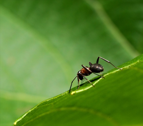 List pre mravčeka
