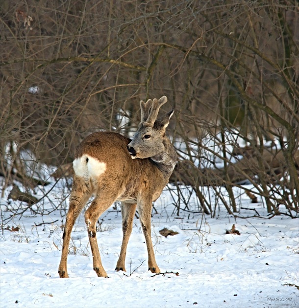 Očista