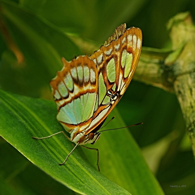 Motýlkovo
