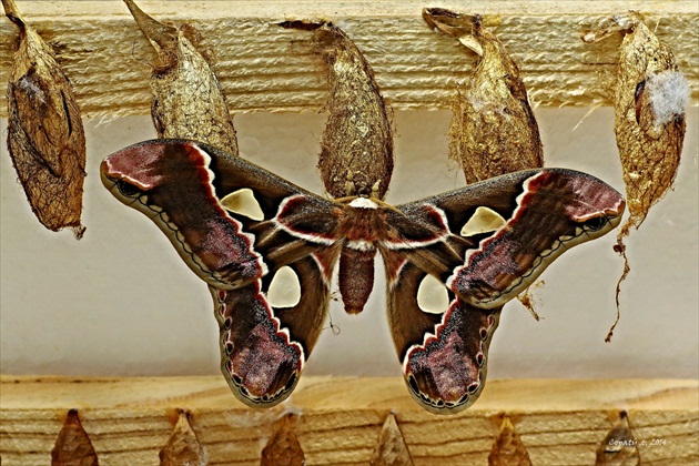 Motýlkovo 3