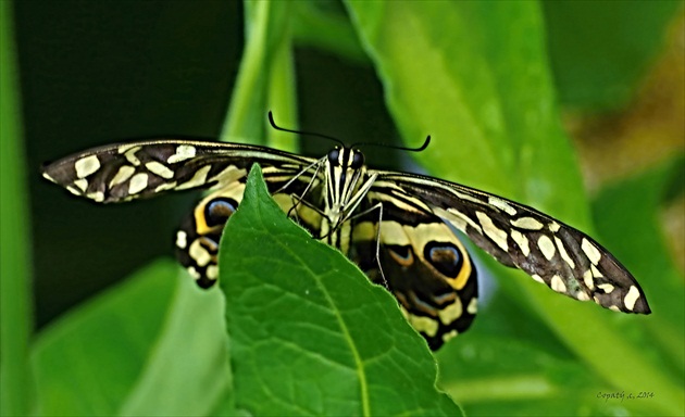 Motýlkovo 10