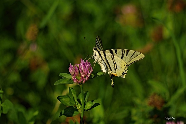 Motýlia krása
