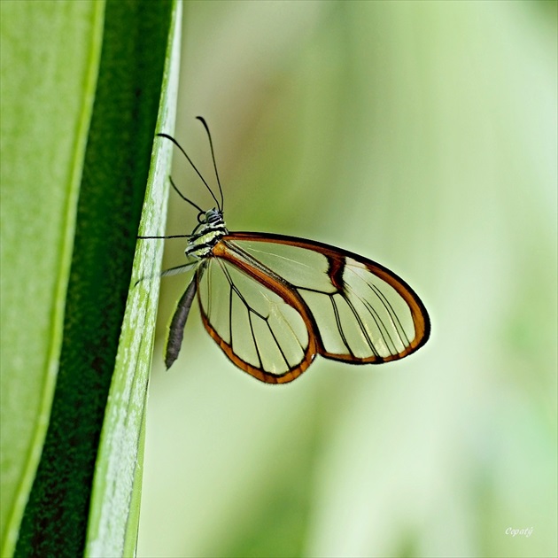 Motýlkovo