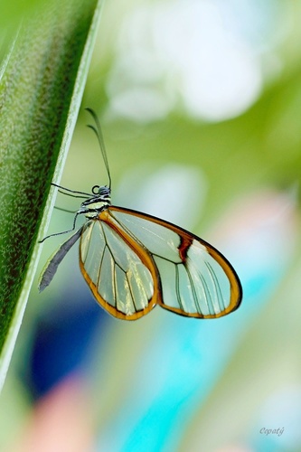 Greta oto , motýľ so sklenenými krídlami