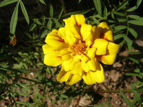 kvet 1