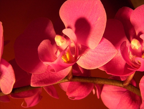 Moja valentinska orchidea