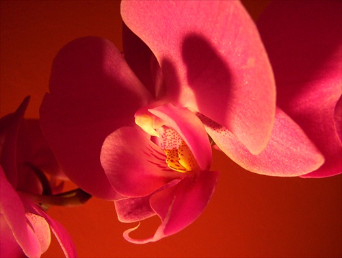 Este jedna orchidea