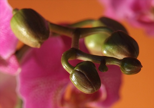 Puciky novej - dnes kupenej orchidei