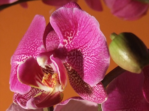 Nova orchidea
