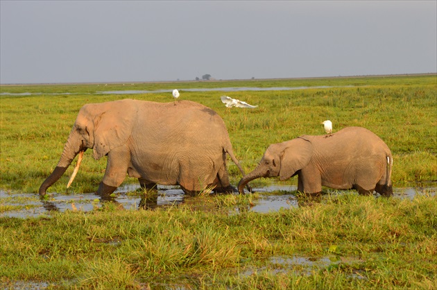 Kenia- Nar. park Amboseli