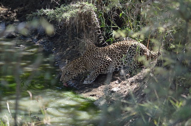 Leopard- Masai Mara