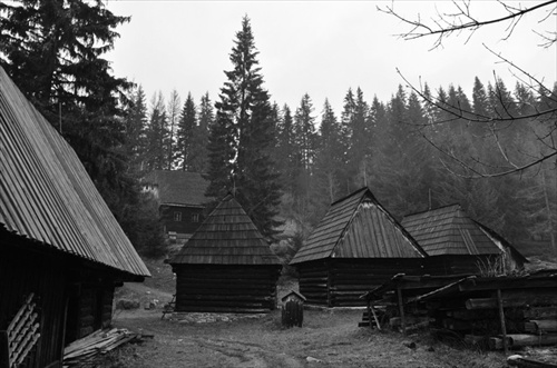 Orava