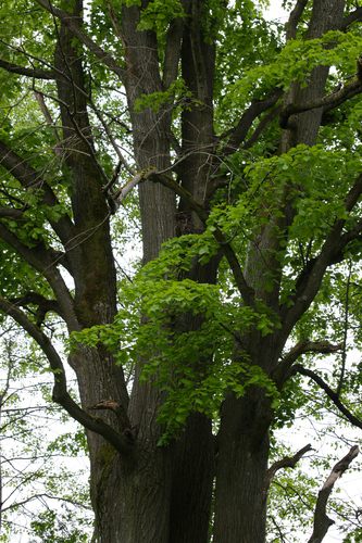 Strom v máji III