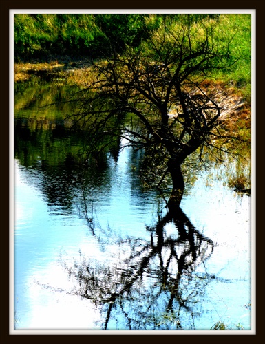 strom vo vode