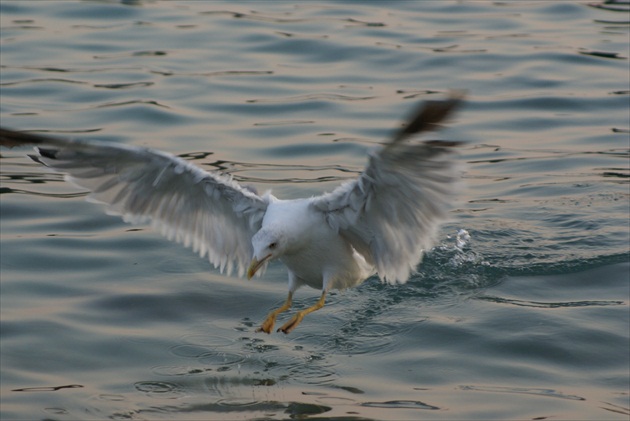 Čajka - Seagull