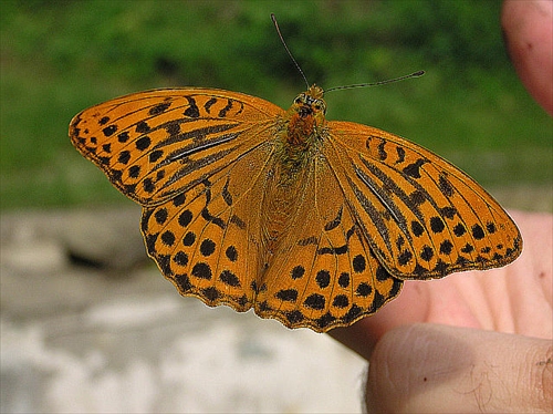 Motýľ