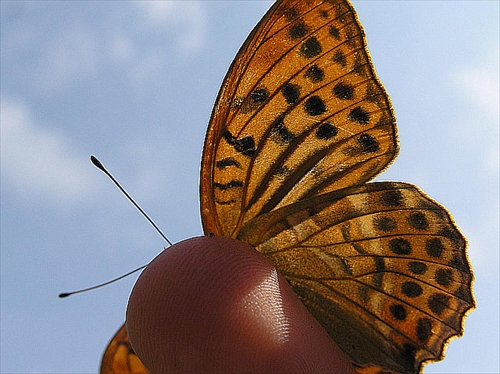Motýľ