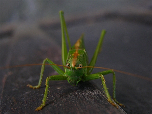 Kobylka